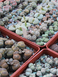 MIX LITHOPS SEEDS 1,000 pcs 2025y /approximately 50 species/ seeds bulk