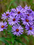 New England Aster (Symphyotrichum novae-angliae) - Native Perennial Flower - 40+ Seeds flower spore