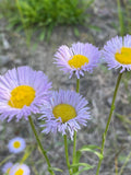 Fleabane (Erigeron sp.) - Wildflower - Annual / Biennial - 100+ Seeds flower spore