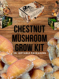 Chestnut Mushroom Growing Kit - Pholiota adiposa - DIY Spawn Spore Plugs Mushroom Grow Kit with gift Box - Indoor Fungi Cultivation flower spore