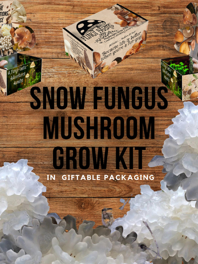 Snow Fungus Mushroom Growing Kit - Tremella fuciformis - DIY Spawn Spore Plugs Mushroom Grow Kit with gift Box - Indoor Fungi Cultivation flower spore