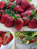 Seeds. Japanese GOURMET Strawberries ÔCrimson Misuzu' (black strawberry) Rich flavor AND aroma A DELICACY! seeds bulk