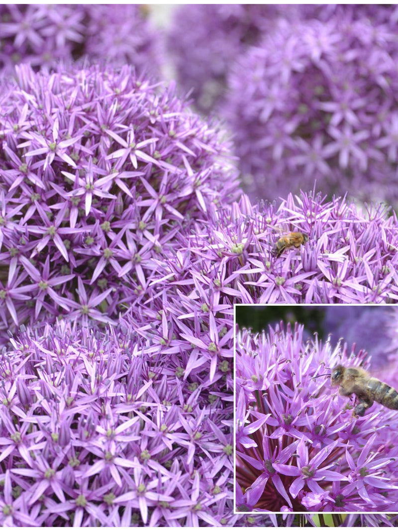 ALLIUM GIGANTEUM SEEDS - Gigantic Full Circle Flower Heads. / Creates Vertical and Winter Interest in the Garden / Natural Pest Control flower spore
