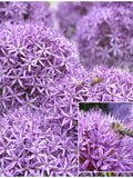 ALLIUM GIGANTEUM SEEDS - Gigantic Full Circle Flower Heads. / Creates Vertical and Winter Interest in the Garden / Natural Pest Control flower spore