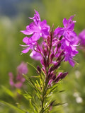 Fireweed - Flower Seeds flower spore