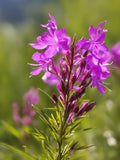 Fireweed - Flower Seeds flower seeds