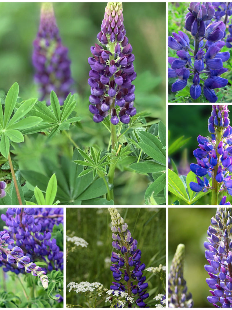 Deep Blue Lupine Flower Seeds - Russell Lupin Perennial Flower in the Legume Family / Nitrogen Fixer Attract Butterflies and Hummingbirds flower seeds
