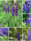 Deep Blue Lupine Flower Seeds - Russell Lupin Perennial Flower in the Legume Family / Nitrogen Fixer Attract Butterflies and Hummingbirds flower seeds