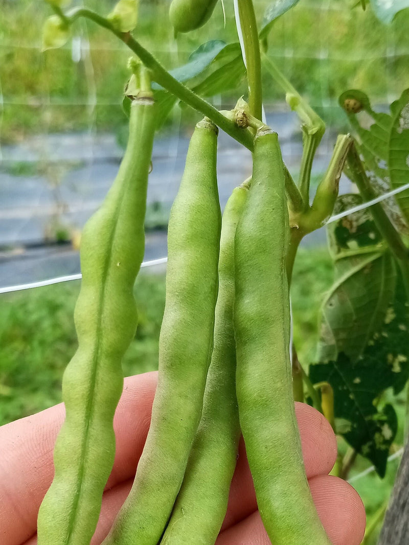 Brown Half-runner Heirloom Bean Seeds (30 Seeds) seeds bulk