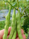 Brown Half-runner Heirloom Bean Seeds (30 Seeds) seeds bulk