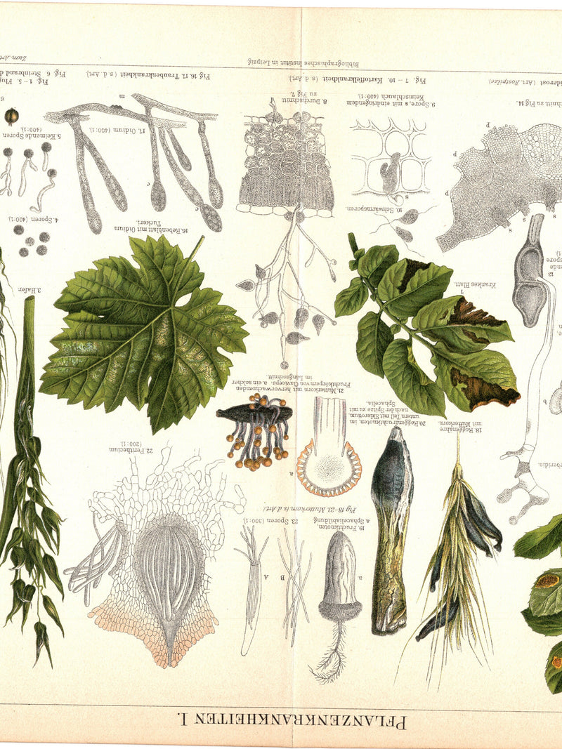 Original 1897 Antique Colour lithography print plant diseases Pflanzenkrankheiten garden gardening plant leaf flower tree bush grass spore flower spore