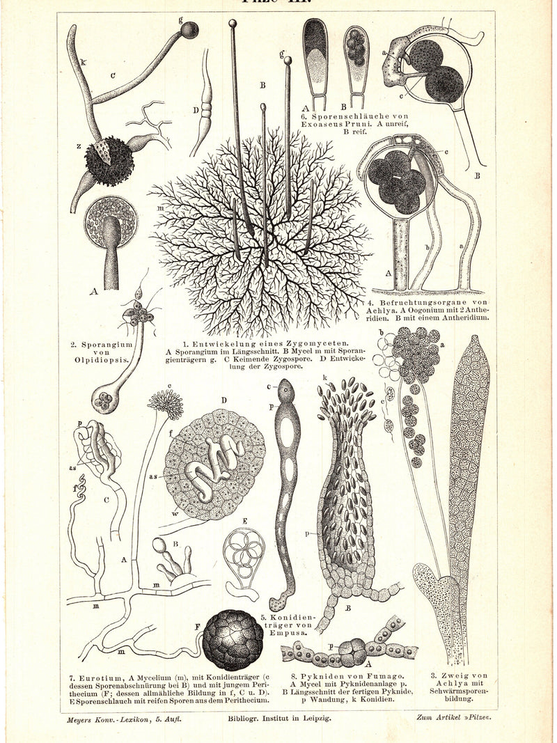 Original 1897 Antique Colour lithography print different species of mushroom cell flowers Edible Nature wild plants toadstool spore fungus flower spore
