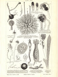 Original 1897 Antique Colour lithography print different species of mushroom cell flowers Edible Nature wild plants toadstool spore fungus flower spore