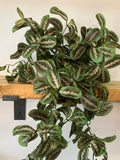Artificial Maranta 70cm - With Or Without Pot faux plants