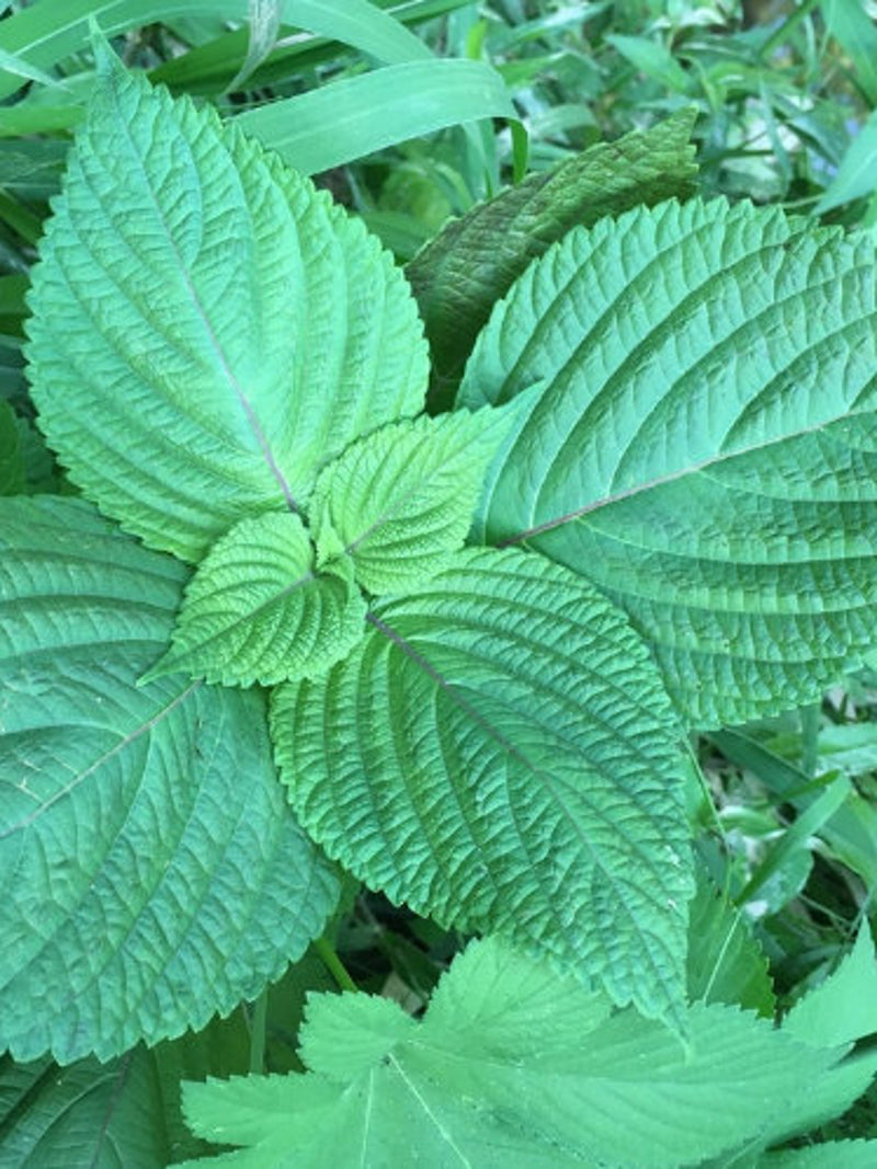 Korean Perilla, Beefsteak Plant (Perilla frutescens) - Annual Herb - 50+ Seeds flower spore