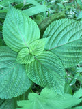 Korean Perilla, Beefsteak Plant (Perilla frutescens) - Annual Herb - 50+ Seeds flower spore