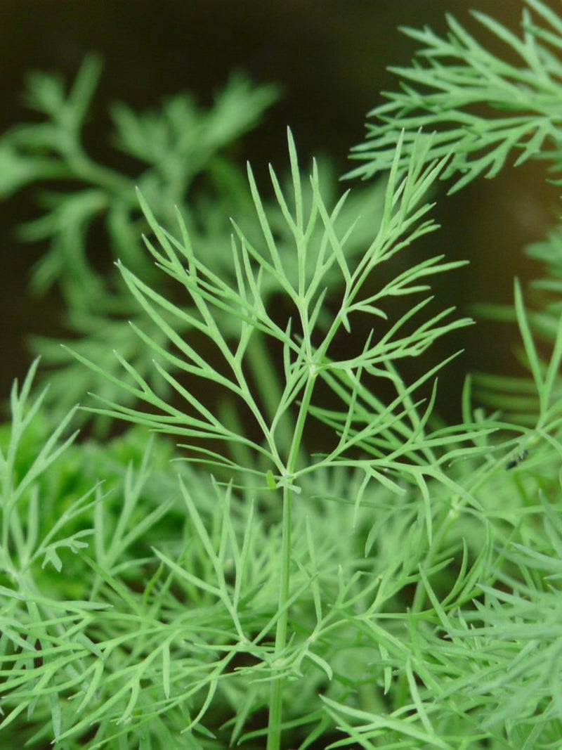 Emerald Dill Seeds - Excellent Pickling Variety seeds bulk