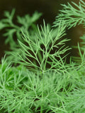Emerald Dill Seeds - Excellent Pickling Variety seeds bulk