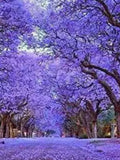 Bulk Empress Tree seeds, Paulownia Tormentosa, Princess Tree, PW011C seeds bulk