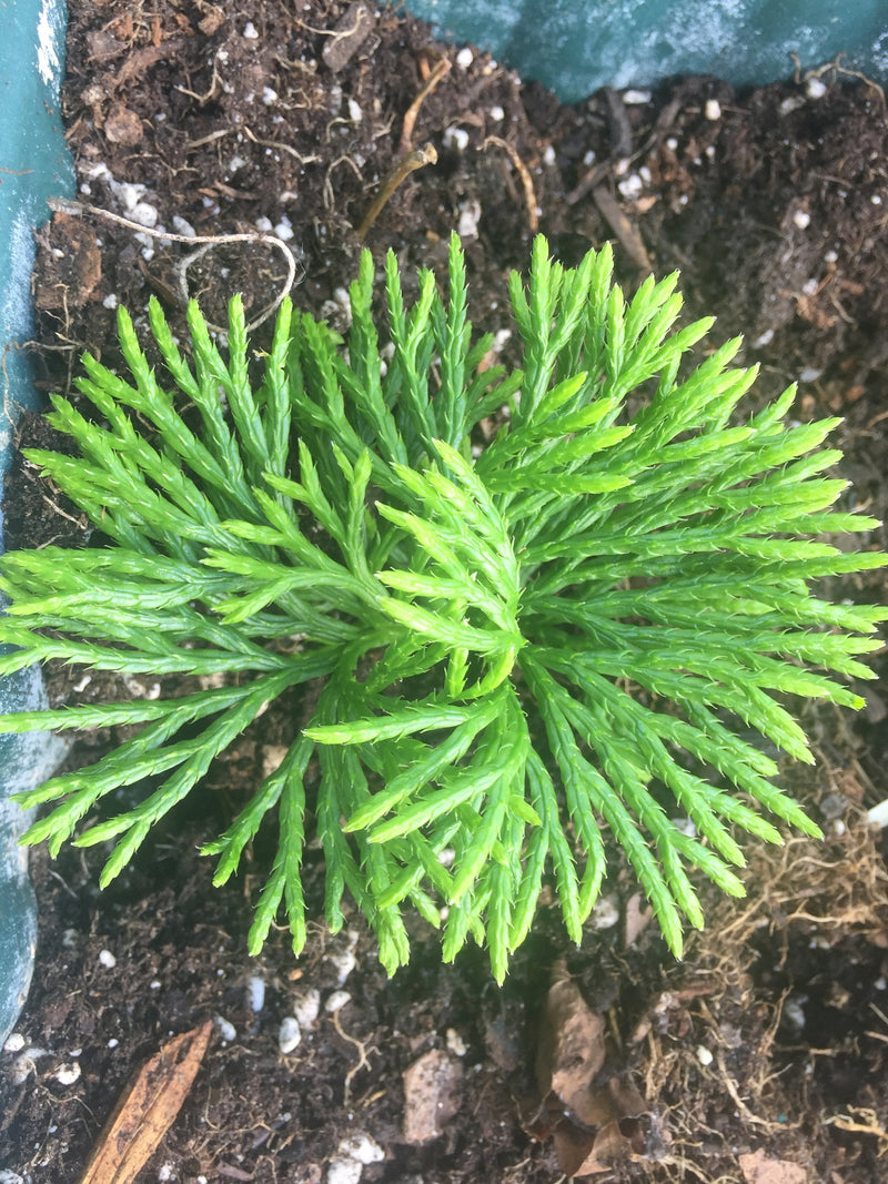 Hardy Clubmoss Spores Gift Bundle: Woodland Garden Plants flower spore