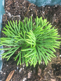 Hardy Clubmoss Spores Gift Bundle: Woodland Garden Plants flower spore