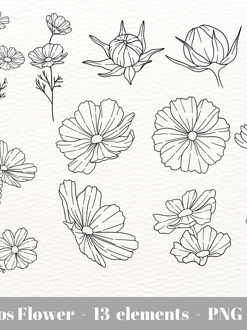Cosmos Flower SVG | October Birth Month Flower | Autumn Flowers PNG Clipart / Instant Download /   Botanical line art illustration flower spore