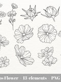 Cosmos Flower SVG | October Birth Month Flower | Autumn Flowers PNG Clipart / Instant Download /   Botanical line art illustration flower spore