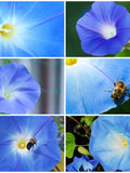 HEAVENLY BLUE Morning Glory Vine Seeds - Blue Bagua / Oceanblue Morning Glory / Koali Awa and Blue Dawn Flowers /  Climate Resilient Garden seeds bulk