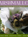 Marshmallow Seeds Althaea officinalis Medicinal Plant Open Pollinated Non-GMO Organically Grown seeds bulk