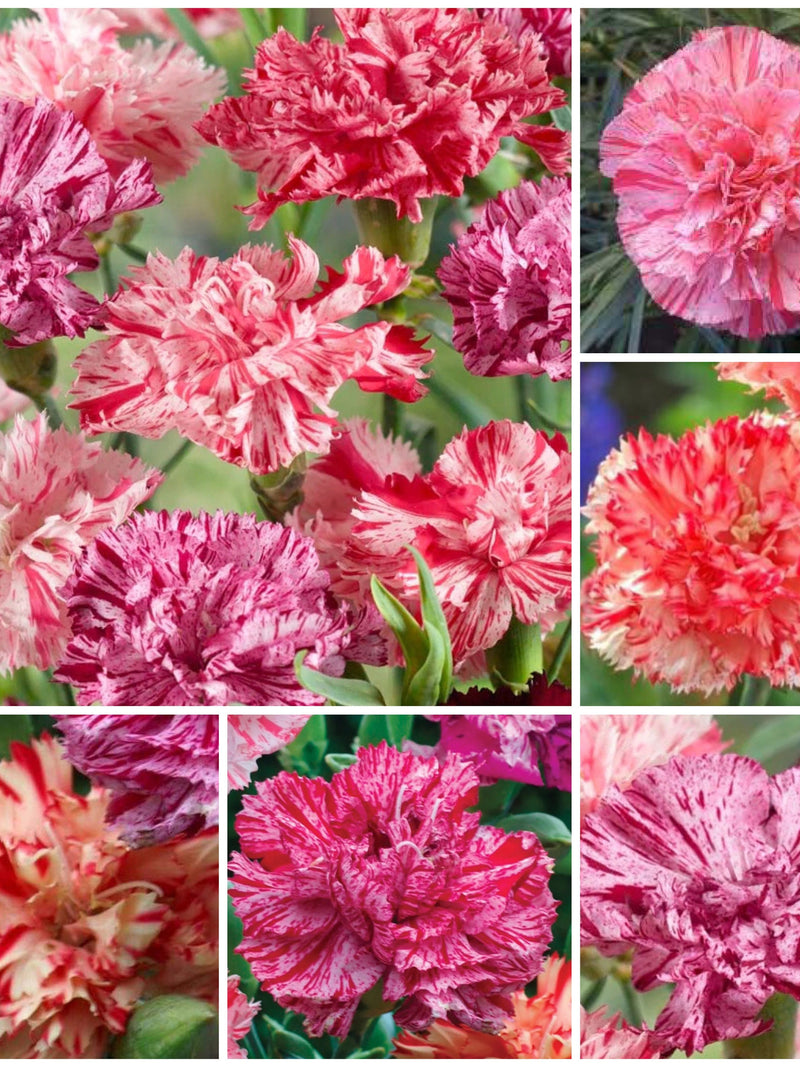 Carnation Seeds - HEIRLOOM PICOTƒE Dianthus / Classic Picotee Fragrant Cut Flower a French Heirloom Carnation Create Traditional Bouquets FLOWER DELIVERY