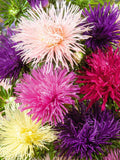 Nova Mix Aster Seeds: Needle Petal Flowers, 9 Color Variety seeds bulk