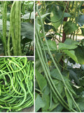 ASPARAGUS LONG BEAN Seeds- Yard Long Green Pole Beans / Rare Asian Delight / Green Crazy Long Pods from 38-45 cm (15-18") - Free Shipping seeds bulk