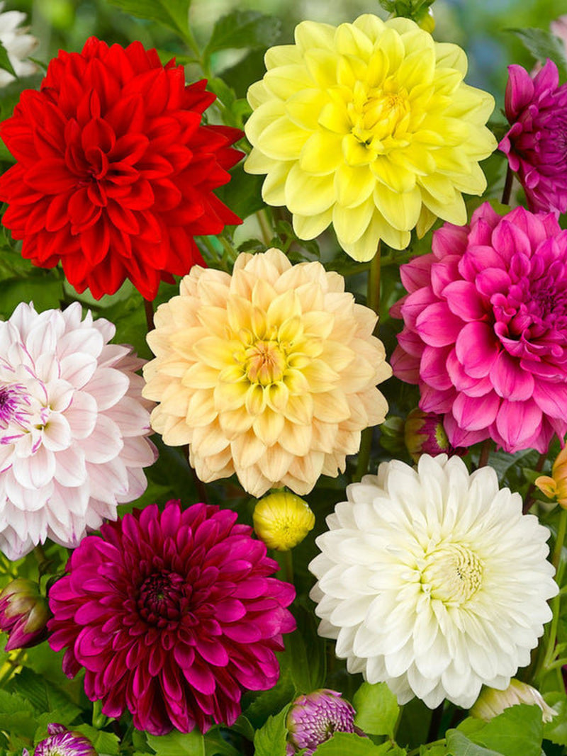 Dahlia Flower Seeds: Showstopper Double Bloom Mix flower seeds