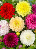 Dahlia Flower Seeds: Showstopper Double Bloom Mix flower seeds