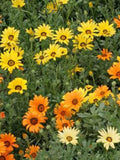 Aurantica African Daisy Flower Seeds: Orange, Yellow, Buff flower spore