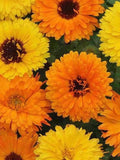Pacific Beauty Calendula Seeds seeds bulk