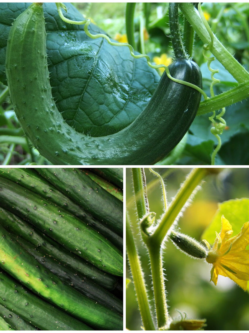 LONG CUCUMBER SEEDS - Suyo Japanese Cucumber / Soo Yoo Long Cucumbers / Soo Yoh Cucumber  / Soo Yow Fruit / Suhyo Long Cucumber Seeds seeds bulk