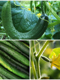 LONG CUCUMBER SEEDS - Suyo Japanese Cucumber / Soo Yoo Long Cucumbers / Soo Yoh Cucumber  / Soo Yow Fruit / Suhyo Long Cucumber Seeds seeds bulk