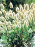 Bunny Tails - Ornamental Grass with a fluffy "bunny tail" like ornament. flower spore