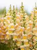 50+ Aesthetic ÔCosta ApricotÕ peach yellow Snapdragon (Antirrhinum majus) Seeds flower seeds