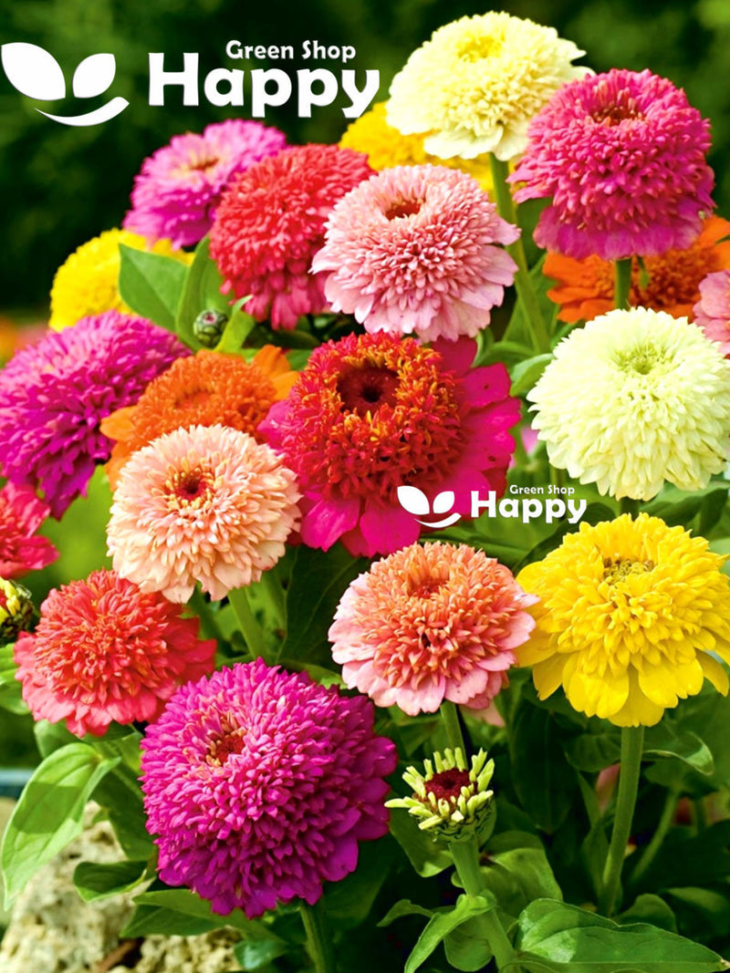 Zinnia Scabiosa Flowered - 150 Seeds - Zinnia Elegans -  Large Crested Flowers flower seeds