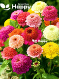 Zinnia Scabiosa Flowered - 150 Seeds - Zinnia Elegans -  Large Crested Flowers flower seeds