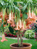 Pastel Pink Angel Trumpets - Datura sp. - Rare Plant Species - Jimsonweed, White - Green, Thorn Apple, Hell's Bells, Angel's Trumpet flower spore