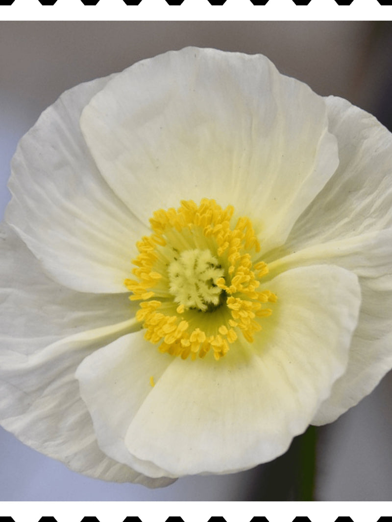 BRIDAL WHITE POPPY Flower Seeds - Bridal Silk Poppies / Brides Bouquet / Grown in the Cut Flower Garden in Flower Beds and Mass Planted silk flower