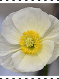 BRIDAL WHITE POPPY Flower Seeds - Bridal Silk Poppies / Brides Bouquet / Grown in the Cut Flower Garden in Flower Beds and Mass Planted flower spore