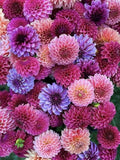 15 seeds DAHLIA  Pom Pom mix seeds flower seeds