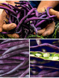 Royal Burgundy Bush Bean Seeds - Deep PURPLE Violet Stringless Beans Vegetable Seeds  - FREE SHIPPING seeds bulk