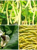 Kentucky Wonder YELLOW WAX Pole Bean Seeds - HEIRLOOM Bean an Old Favourite/ Prolific Producer & Climber / Buttery Meaty Round Beans - Seeds seeds bulk