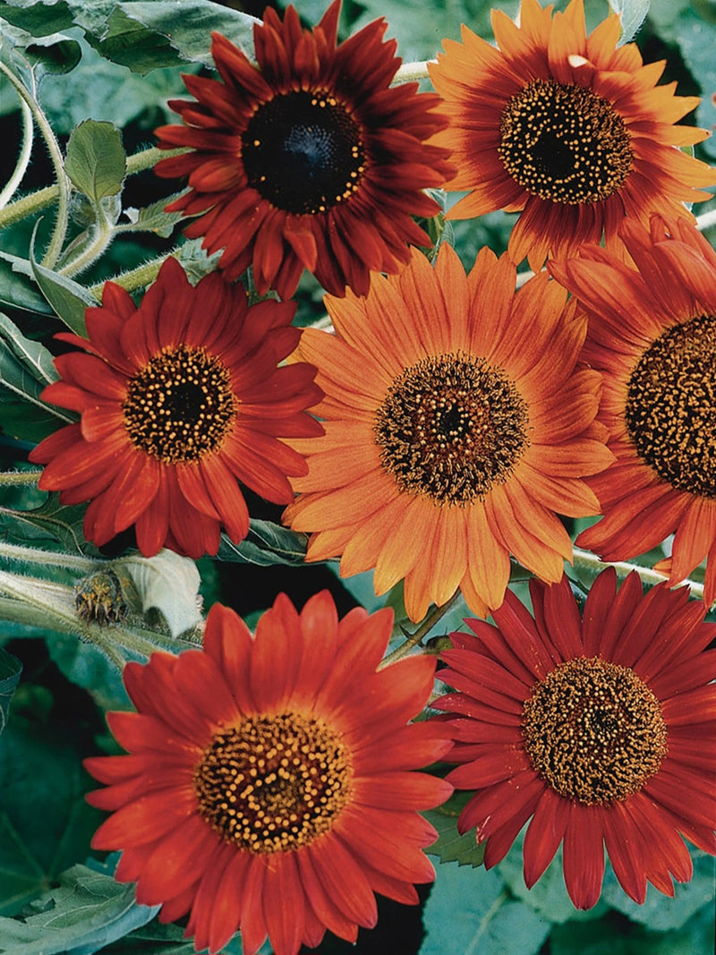 Earthwalker Sunflower Seeds seeds bulk