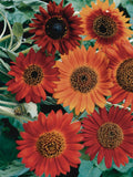 Earthwalker Sunflower Seeds seeds bulk